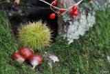048 piatto autunnale.jpg
